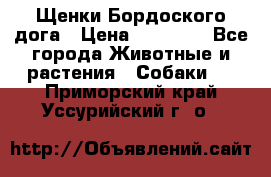 Щенки Бордоского дога › Цена ­ 60 000 - Все города Животные и растения » Собаки   . Приморский край,Уссурийский г. о. 